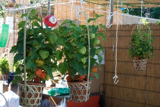 2011-07-10 08-39-27.jpg